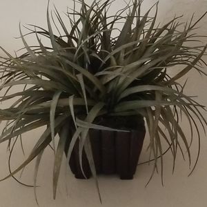 Faux Plant